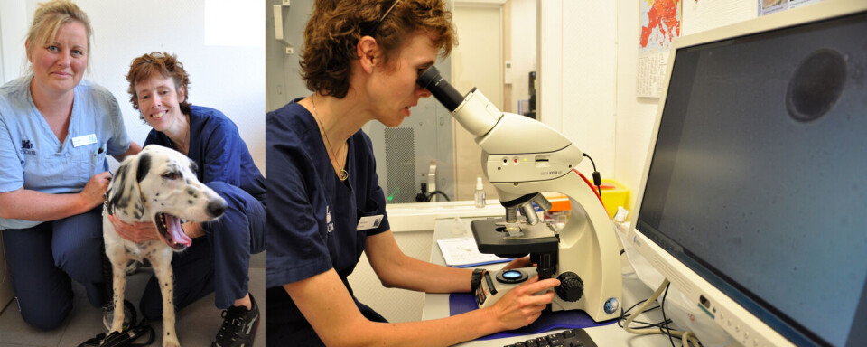 Katja Olesen (t.v.) og Hilde Kleven har byttet ut tobente pasienter med firbente, og trives med det. Bildet til høyre: Bioingeniør Hilde Kleven jobbet tidligere med parasittundersøkelser på sykehus. Den bakgrunnen er nyttig på dyreklinikken. På skjermen ser vi egg fra rundormen Toxocara. Alle foto: Svein Arild Nesje-Sletteng