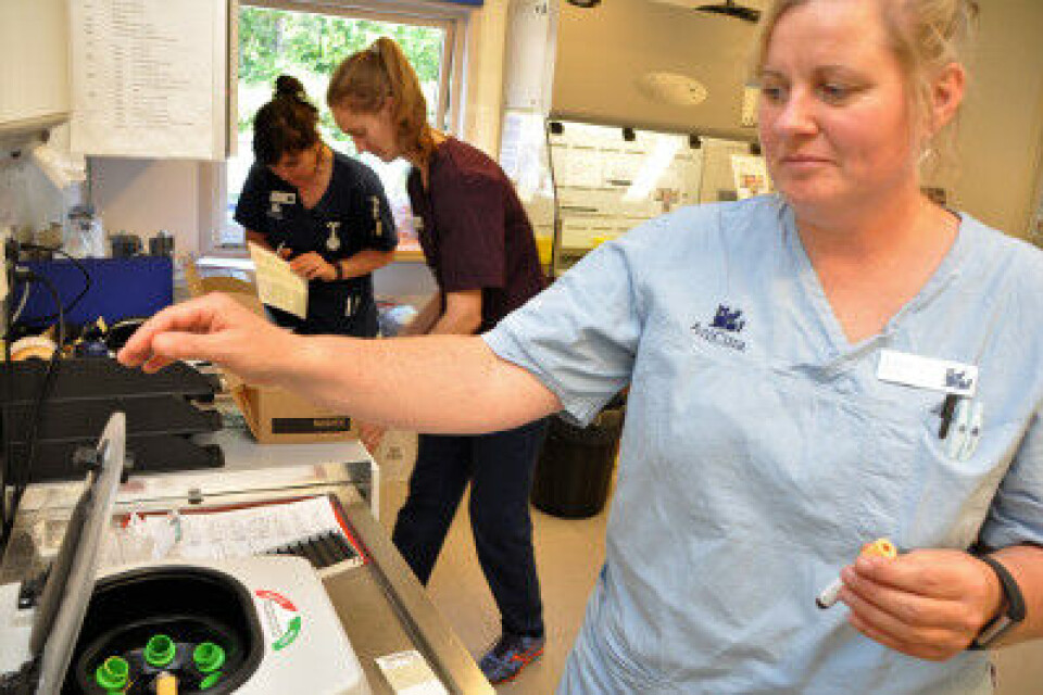 Bioingeniør Katja Olesen sentrifugerer innkomne prøver. I bakgrunnen: Laboratoriekollega og bioteknolog Sofia Larsen, sammen med veterinær Marianne Jensen Mandelin. Bioingeniør Katja Olesen sentrifugerer innkomne prøver. I bakgrunnen: Laboratoriekollega og bioteknolog Sofia Larsen, sammen med veterinær Marianne Jensen Mandelin.