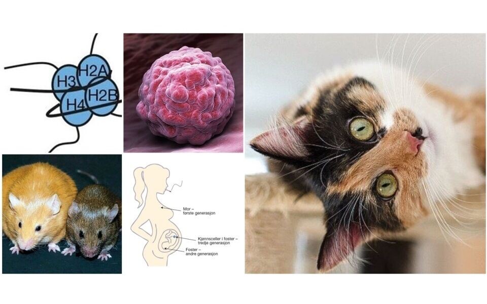 Epigenetikk - bindeleddet mellom arv og miljø