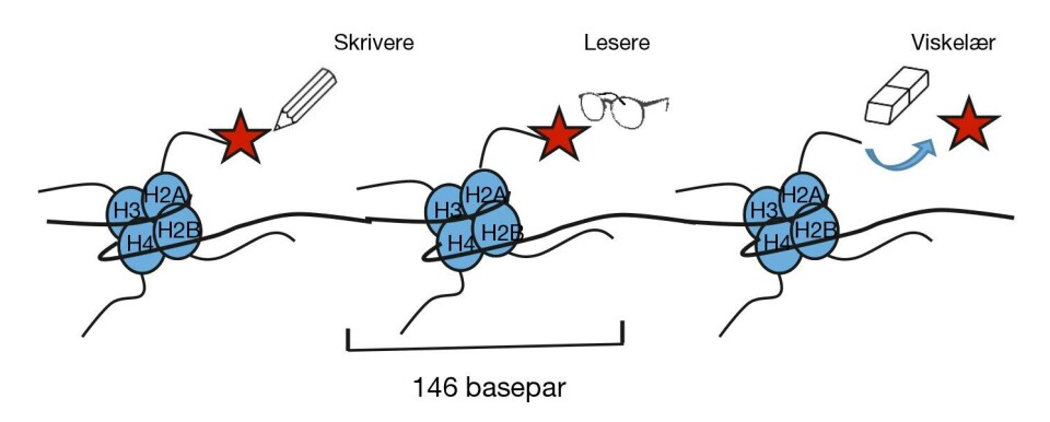 Figur 1. Skjematisk fremstilling av DNA (svart bånd) viklet rundt histon-oktamerer. Hver oktamer består av to eksemplarer hver av fire histonproteiner. N-terminale 'haler' av histonproteinene stikker ut fra histonene og en gruppe enzymer (skrivere; writers) setter på kovalente modifikasjoner (blant annet metylgrupper og acetylgrupper). En annen gruppe enzymer leser hva slags modifikasjon som er presentert (lesere; readers) og en tredje gruppe enzymer fjerner modifikasjonene (viskelær; ereasers).