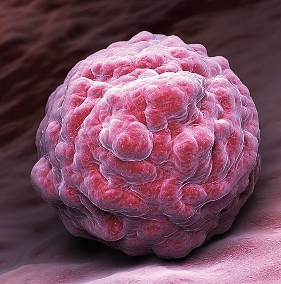 Figur 3. Blastocysten ser ut som et bringebær med store celler som omslutter et hulrom. Foto iStock photo.