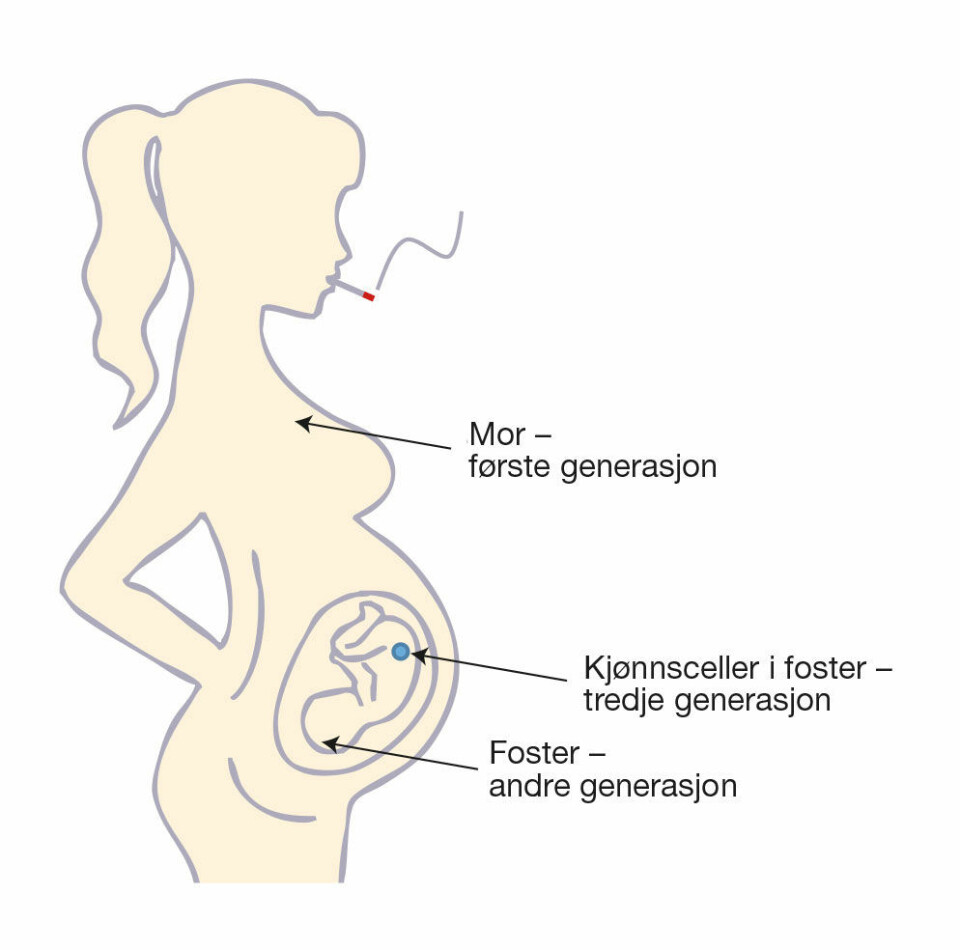 Figur 5: Når en gravid kvinne røyker, blir både hennes egne celler, fosterets celler og fosterets kjønnsceller utsatt for toksiske stoffer.