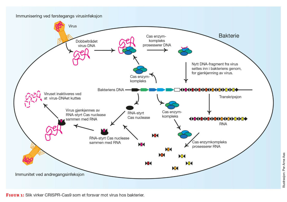 Redigerings-revolusjonen Slik virker CRISPR