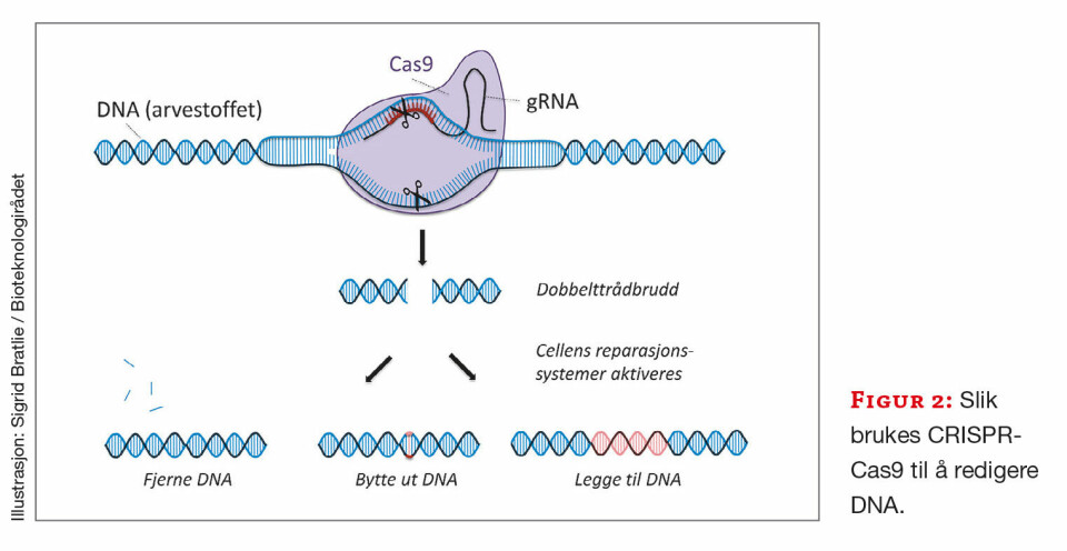 Redigerings-revolusjonen Slik brukes CRISPR