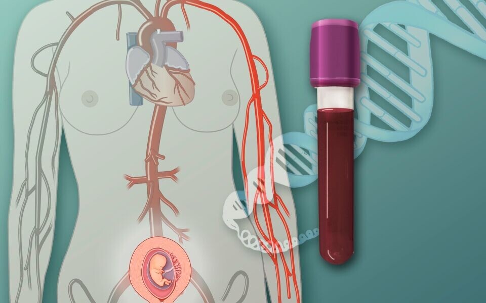 Non-invasive prenatal test (NIPT) var tema i flere artikler i Bioingeniøren 5 2016. NIPT er en metode hvor man analyserer cellefritt føtalt DNA fra den gravides blod. Metoden kan brukes til å kartlegge trisomirisiko hos fosteret. Illustrasjon: Kari C. Toverud