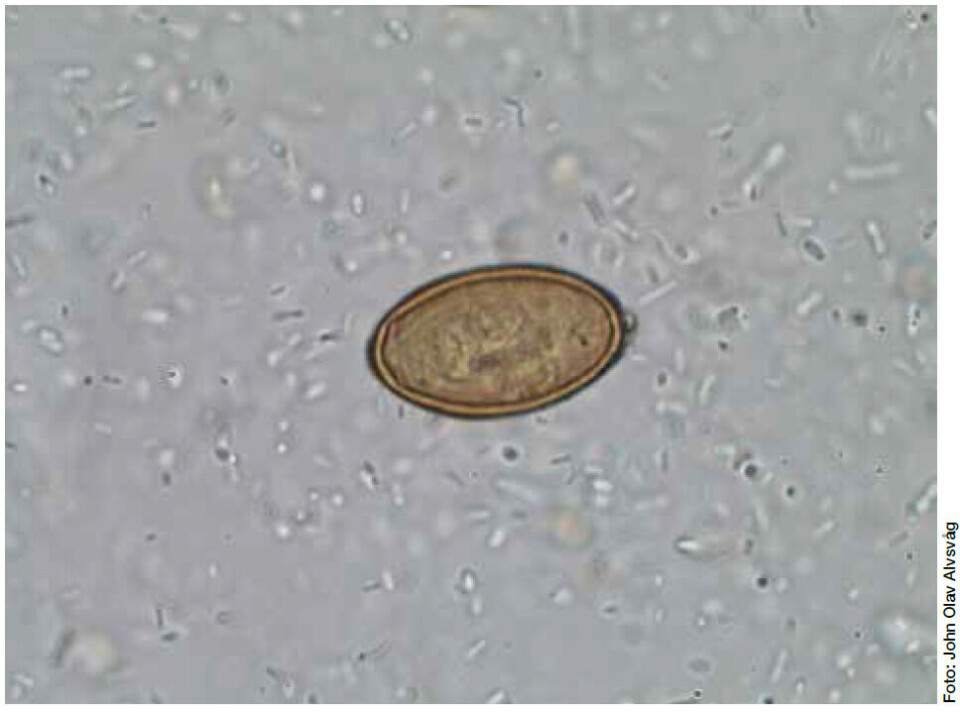 Figur 3: Heterophyes-egg.