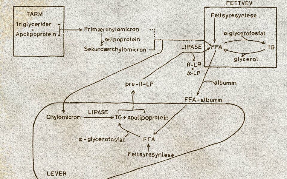 Figur 1. Lipoproteinenes transport-funksjon. Chylomicron og pre-β-lipoproteiner transporterer triglycerider, albumin transporterer frie fettsyrer. Forkortelser: FFA = frie fettsyrer, LP = lipoprotein, TG = triglycerid.