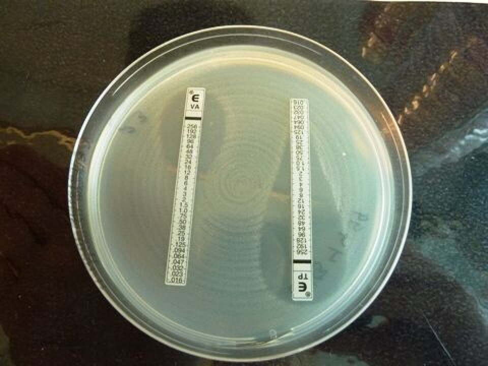 Resistensbestemmelse med E-test; gentamycin og teikoplanin.
