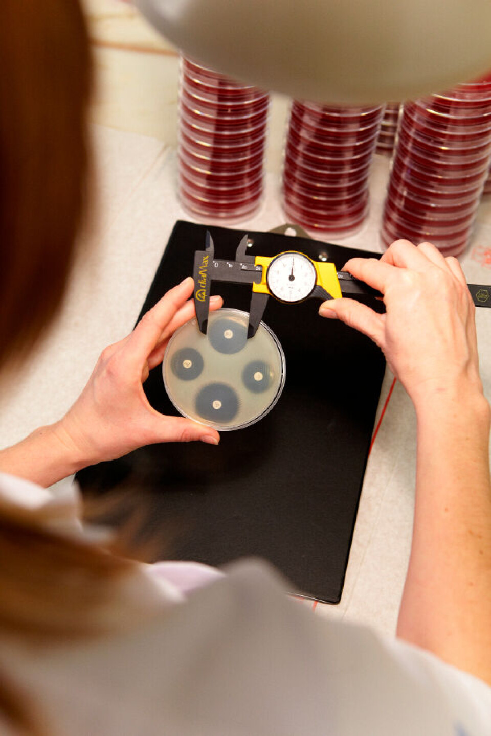 Figur 1. Genom att mäta hämningszonens storlek kan man bestämma om en organism är känslig eller resistent mot ett visst antibiotikum.