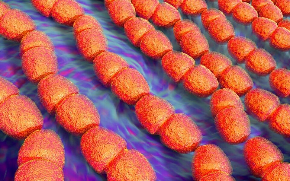 Linezolidresistent E. faecalis (bildet) og E. faecium er fortsatt sjeldent i Norge, men forekomsten økte betydelig i 2016, melder Nasjonal kompetansetjeneste for påvisning av antibiotikaresistens. Illustrasjon: iStockphoto