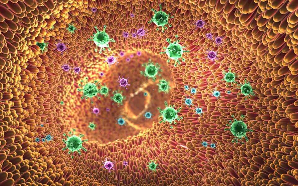 Tarmen vår er full av virus. Det er virus som kan infisere cellene i tarmen (eukaryote), det er virus som kan infisere andre mikrober som finnes i tarmen som bakterier, sopp og arker (prokaryote virus) og det er plantevirus som primært kommer fra miljøet og kostholdet. Til sammen utgjør disse tarmviromet. Foto: iStockphoto