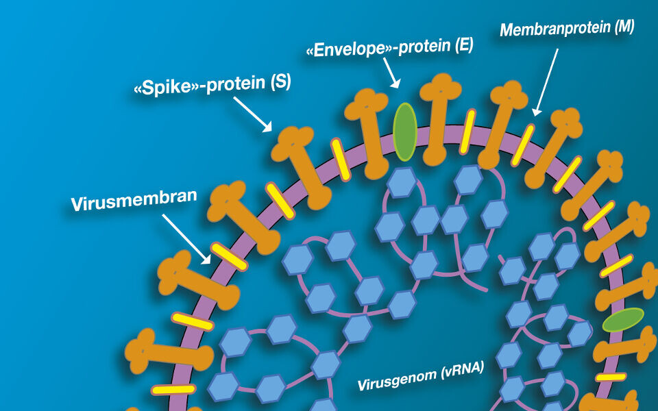 SARS-CoV-2; livssyklus, mutasjoner, immunreaksjoner og vaksiner