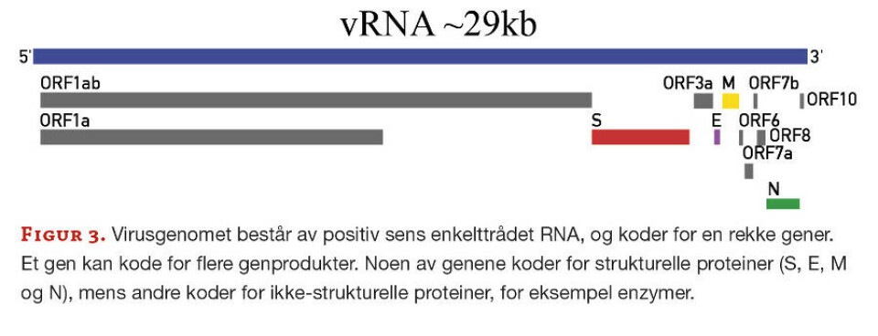 SARS-CoV-2; livssyklus, mutasjoner, immunreaksjoner og vaksiner