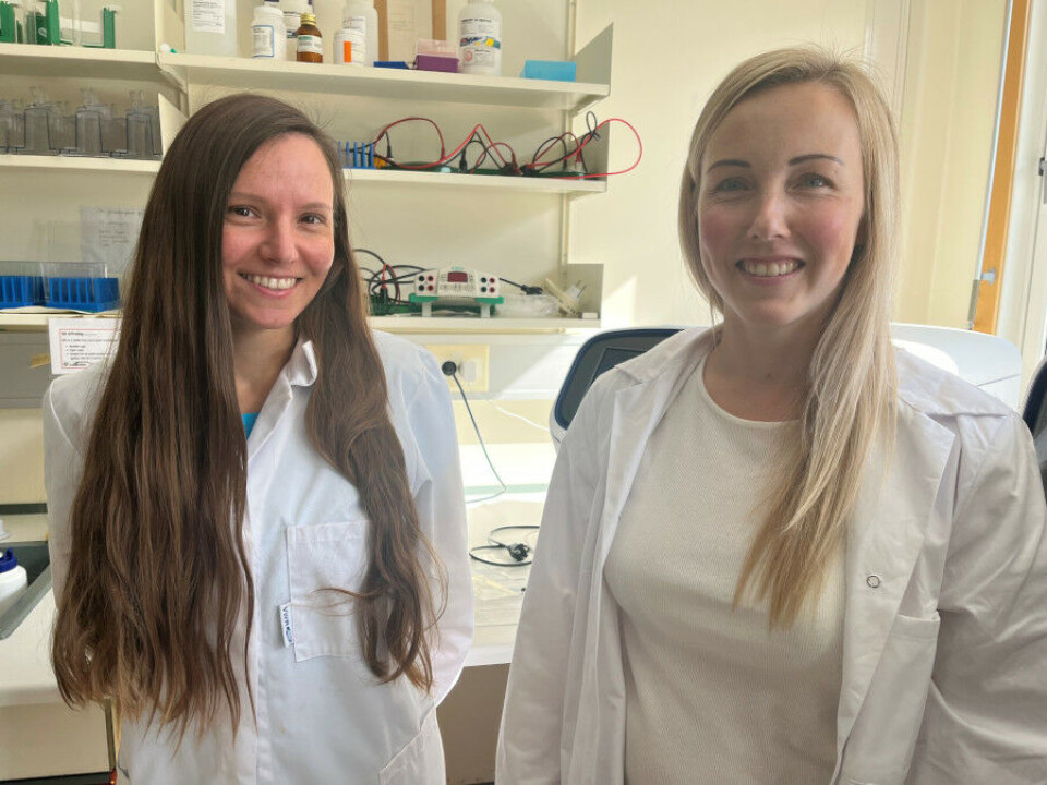 Melanie Schreier og Jorunn Hellekås deler arbeidsdagene sine mellom rutinearbeid på laben og forskning. En grei ordning, synes de. Foto: Grete Hansen