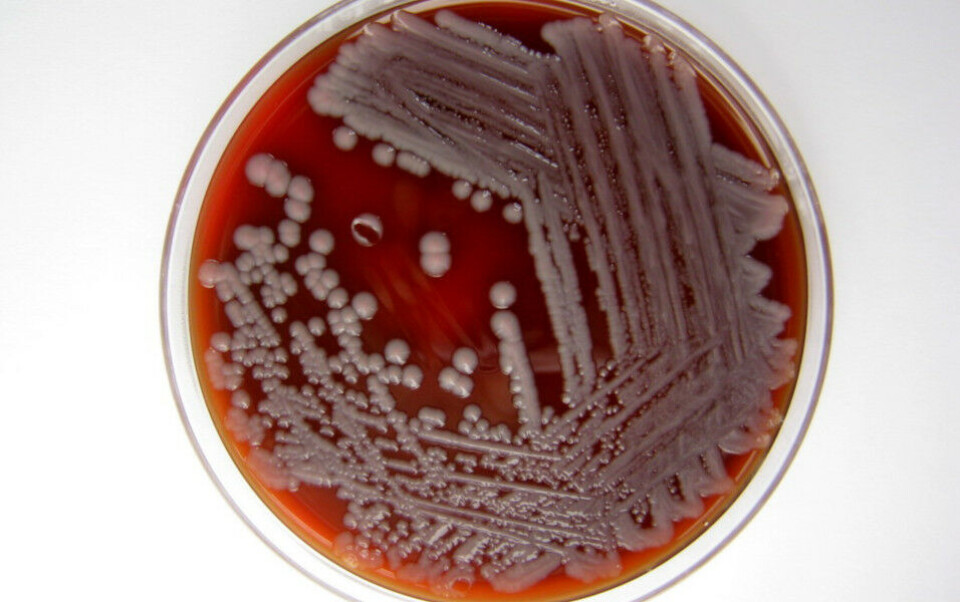 Serratia marcescens. Foto: flickr.com/ mostly*harmless. https://creativecommons.org/licenses/by-nc/2.0/