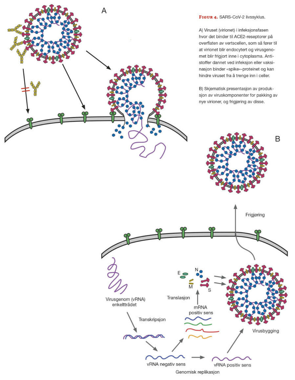 SARS-CoV-2; livssyklus, mutasjoner, immunreaksjoner og vaksiner