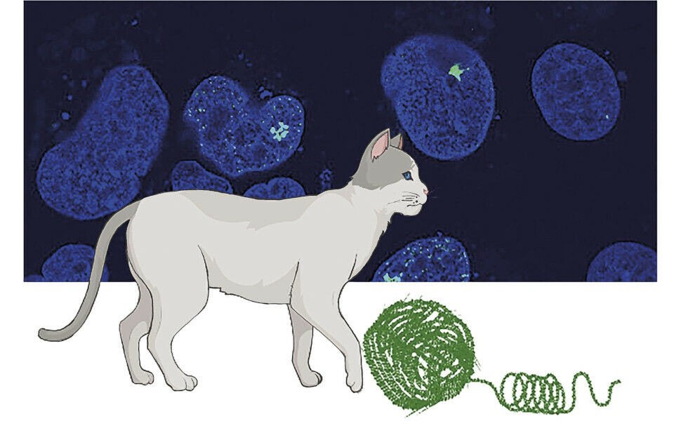 Som en katt kan vikle opp et garnnøste, kan epigenetiske mekanismer åpne opp kromatin. Mikroskopibildet i bakgrunnen viser cellekjerner med DNA i prostatakreftceller. Den lysere blåfargen viser alt DNA (genomet), mens det grønne er fluoresent merking av et stort gen-lokus. (Illustrasjon/foto: Ragnhild Eskeland / biorender.com)