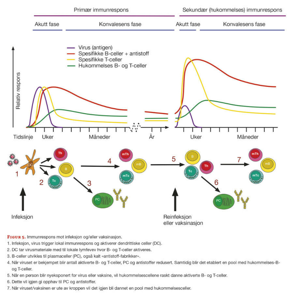 SARS-CoV-2; livssyklus, mutasjoner, immunreaksjoner og vaksiner