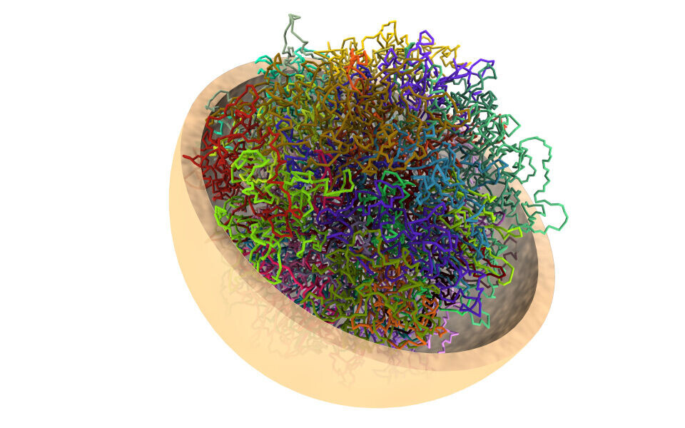 En tredimensjonal visualisering av DNA-et i kjernen i en menneskecelle. Kjernen er delt i to med kromosomene inni, farget forskjellig for hvert kromosom. (Figur: Jonas Paulsen)