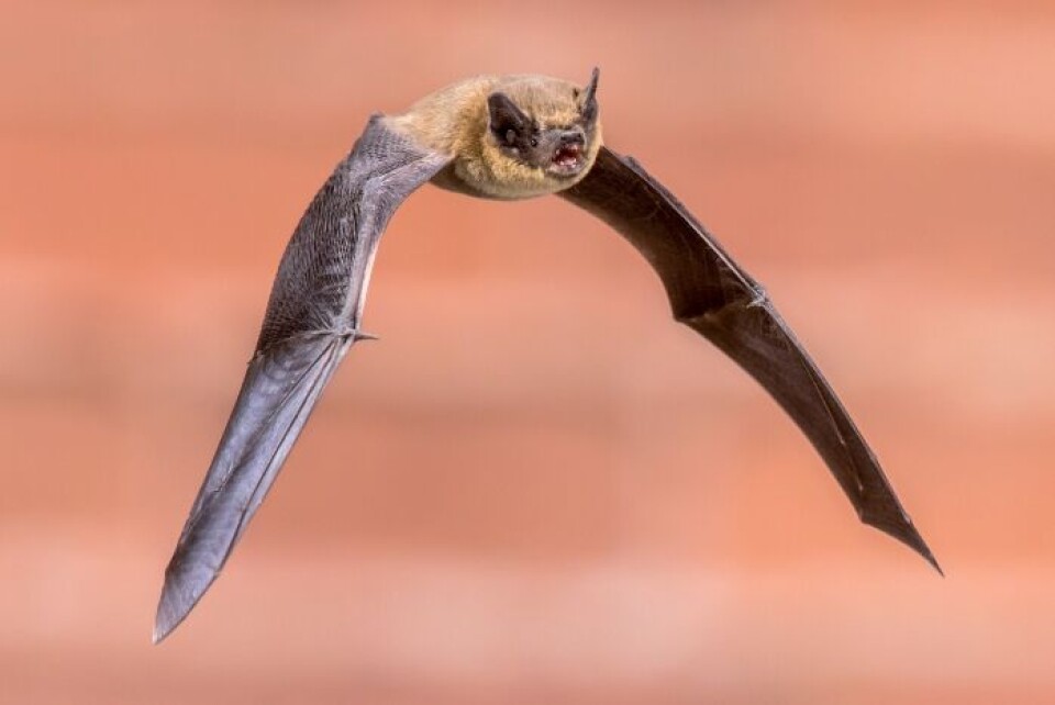Flaggermus spiller en viktig rolle i friske økosystemer. Samtidig er de reservoar for mange virus. Mye tyder på at SARS-CoV-2 stammer fra flaggermus. Foto: iStock