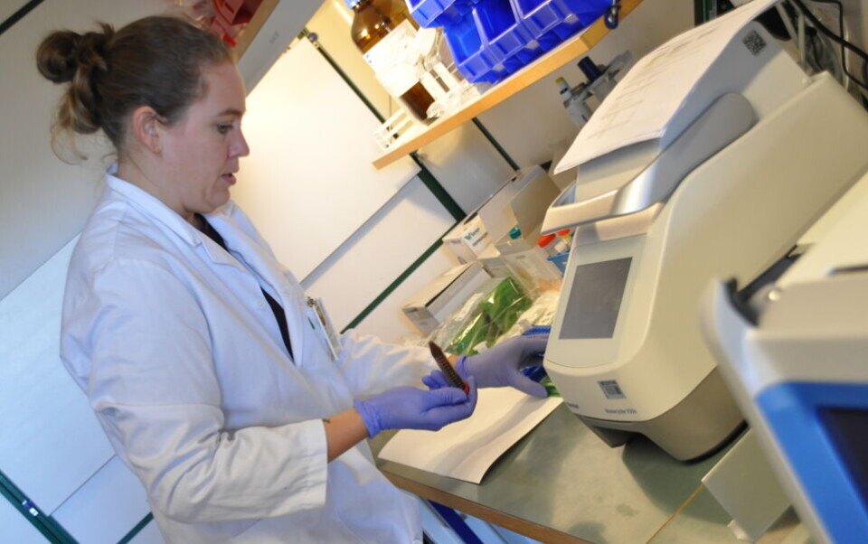 Den korte svartiden er den største praktiske utfordringen ved NIPT-analyser, forteller spesialbioingeniør Linda Aasen. Senest etter fem dager skal prøven analyseres. Foto: Svein A. Liljebakk.
