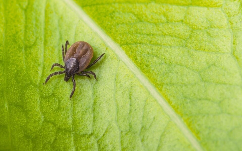 Det har vært lite TBE-infeksjon i Norge. Totalt ble det meldt om 143 tilfeller av skogflåttencefalitt til MSIS i årene fra 1994 til 2017. Men nå har antall påviste tilfeller skutt i været i Telemark-området. Illustrasjonsfoto: iStockphoto