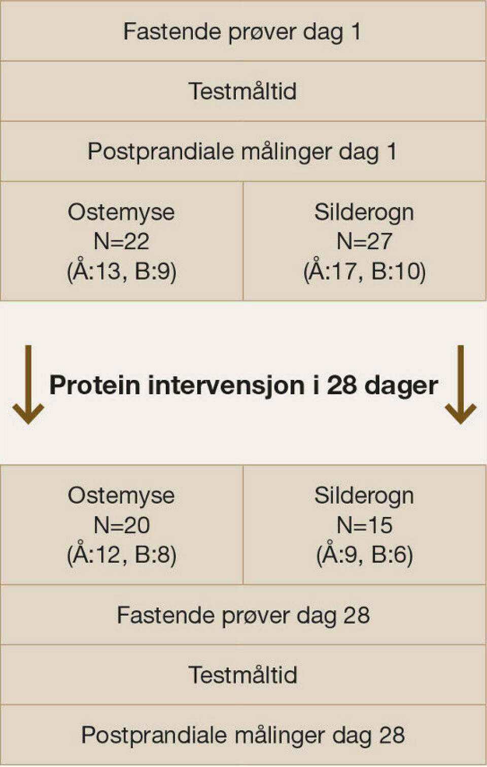 Figur 1: Flytdiagram som viser oversikt over studiens design. Studiesenter er vist ved: B=Bergen (UiB), Å=Ålesund (NTNU). Det var totalt 14 deltakere som trakk seg fra studien etter inklusjon, to fra ostemysegruppen og 12 fra silderogngruppen.