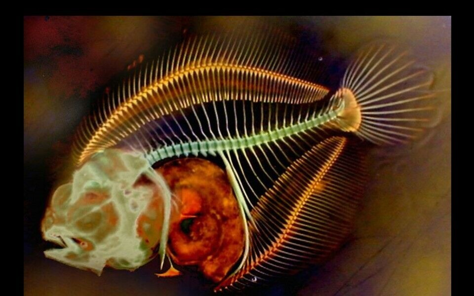 En ferdig filetert piggvarlarve undersøkes med bein- og bruskfarging, henholdsvis alcian blue og alizarin red. Dette bildet havnet på sjuendeplass i Nikon Small World Competition 2004, og har vært trykt i Science. Foto: Tora Bardal, NTNU.