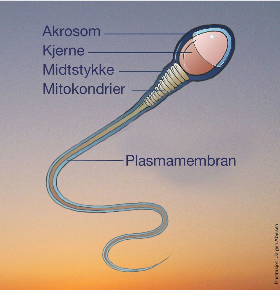 Figur 1: Skjematisk fremstilling av en human spermie (33). Figuren er gjengitt med tillatelse fra Tidsskrift for Den norske legeforening. Illustrasjon: Jørgen Abelsen.