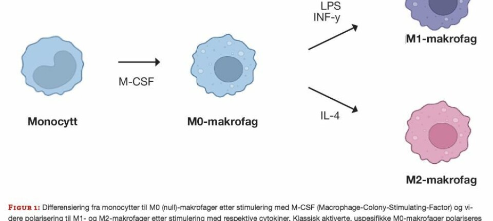 Metylering av genomisk DNA hos monocytter og makrofager