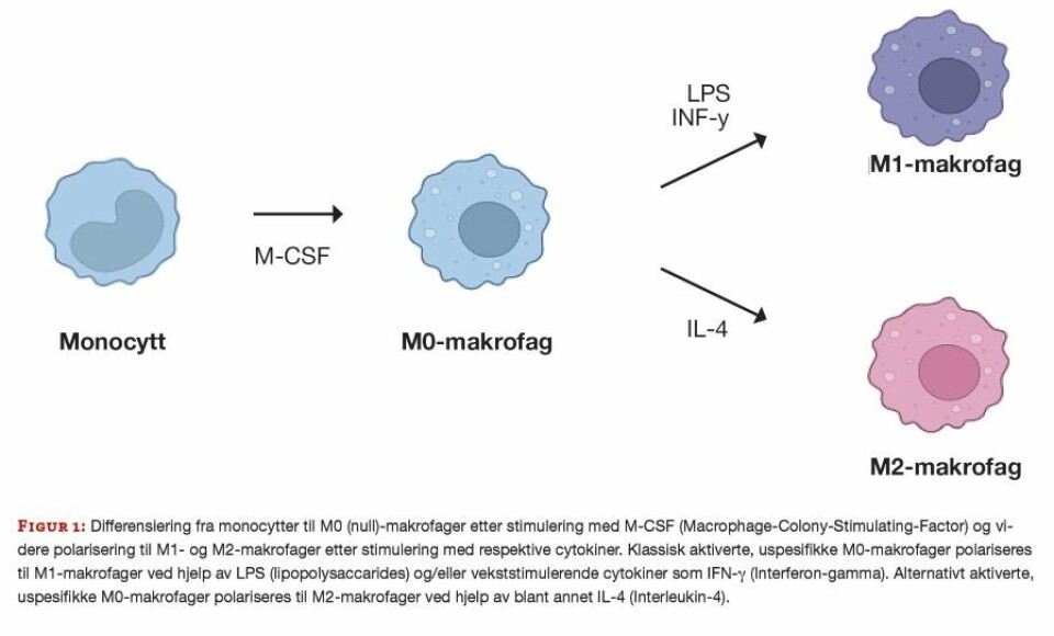 Metylering av genomisk DNA hos monocytter og makrofager