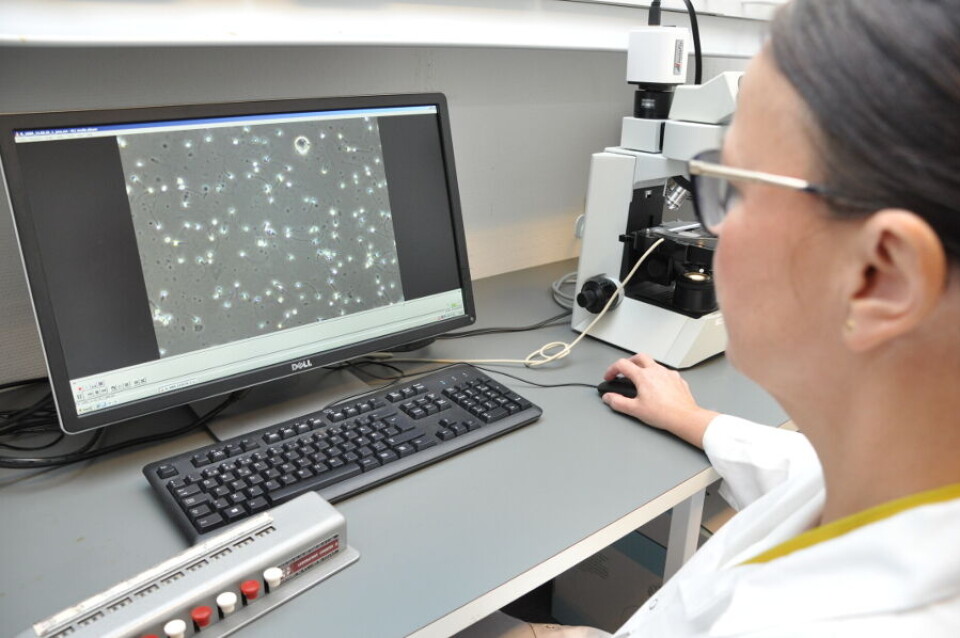 MOTILITET: Overingeniør Eldri Undlien Due ved OsloMet kartlegger sædcellenes motilitet, det vil si om og hvordan sædcellene beveger seg. Analysen er ressurskrevende, og det er lett å bli uvel av å stirre på den flimrende skjermen. Nå håper forskere å utvikle algoritmer som kan overta analysen, og som kan bidra til å velge ut de «beste svømmerne». Foto: Svein A. Liljebakk