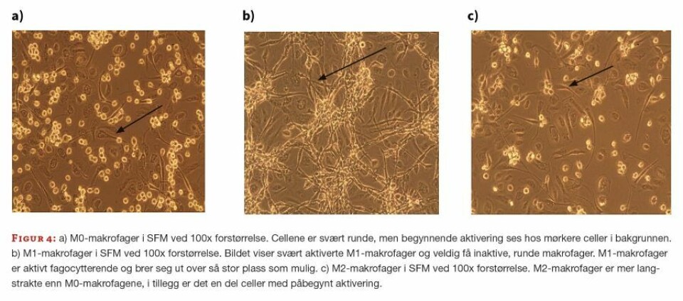 Metylering av genomisk DNA hos monocytter og makrofager