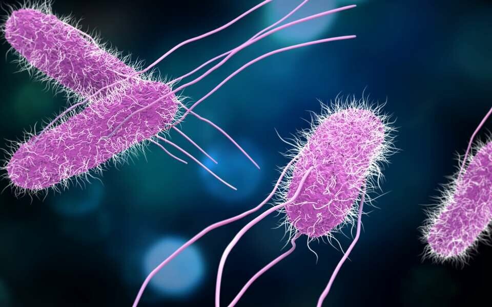 Folkehelseinstituttet etterforsker et salmonellautbrudd. Illustrasjon: iStockphoto