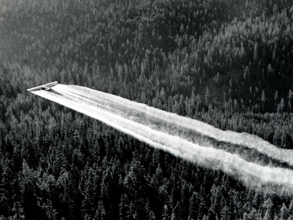 Et fly sprøyter DDT over skog i Oregon, USA, 1955. Foto: R.B. Pope/FAIt I det fri