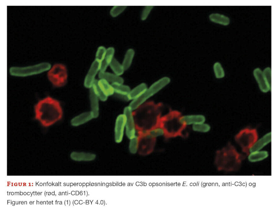 Komplementfaktor C3b er viktig for Escherichia coli-indusert trombocyttaggregering