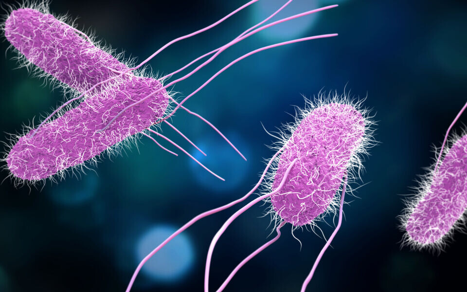 Ifølge Folkehelseinstituttet er det aldri før observert utbrudd med denne stammen av Salmonella enteritidis i Norge. Illustrasjonsfoto: iStock
