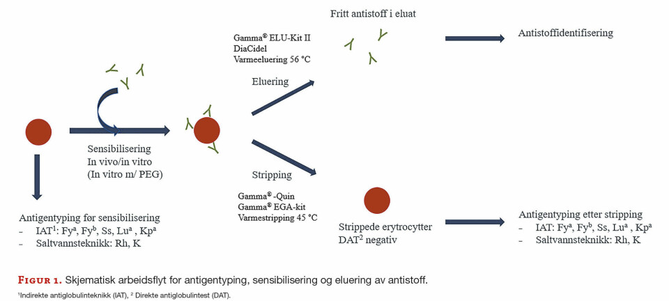 Sammenligning av metoder for eluering av IgG-antistoff bundet til erytrocytter