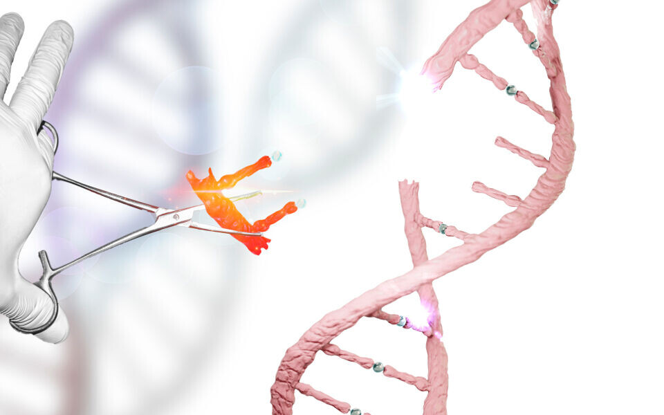 CRISPR er, enkelt forklart, en molekylær versjon av saks og lim. Dette verktøyet gjør det mulig å endre enkeltbaser i DNA med høy presisjon. Illustrasjon: iStockphoto