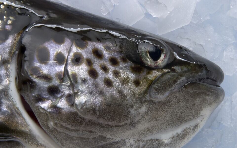 Bioingeniør Tone Aspevik har tatt doktorgrad på bruk av fiskeavskjær i produksjon av proteinpulver. Illustrasjonsfoto: CSIRO