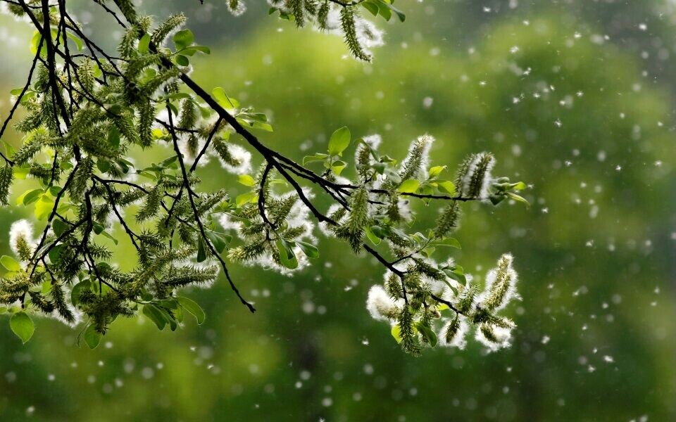 Når mai, den skjønne, milde, gjør skogen atter grønn, vet de rundt én million pollenallergikerne i Norge hva som kommer. Illustrasjonsfoto: iStock