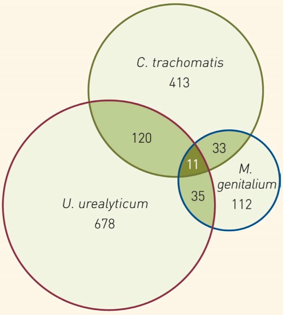 Figur 1: Venn-diagram som viser antall positive funn og koinfeksjoner for Chlamydia trachomatis, Mycoplasma genitalium og Ureaplasma urealyticum (n = 1 369). Figuren er gjengitt med tillatelse fra Tidsskrift for Den norske legeforening. Venn-diagram C trachomatis U urealyticum M genitalium