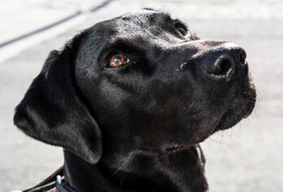 Labradoren Mette har nese for bakterier. Foto: Annette Larsen Labradoren Mette har nese for bakterier. Foto: Annette Larsen