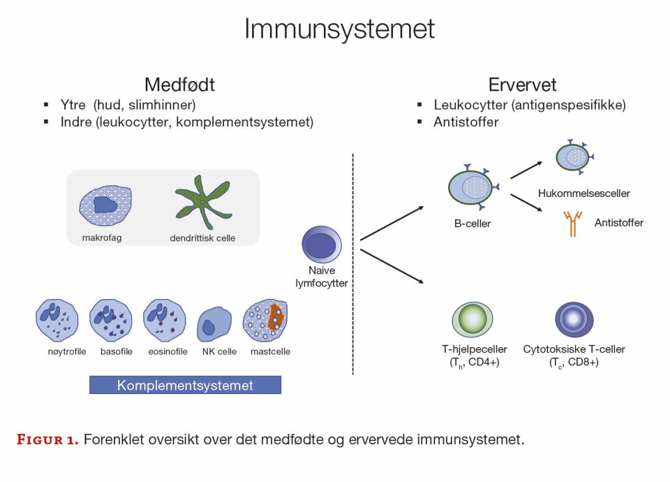 En kort innføring i immunologi