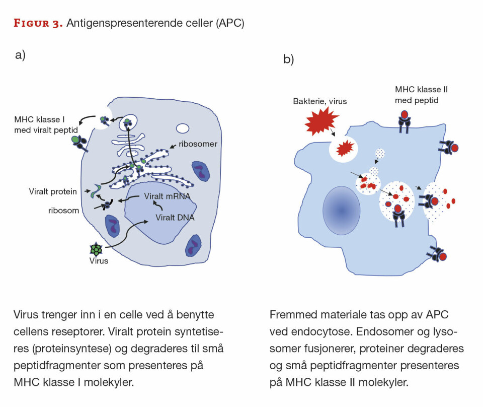 En kort innføring i immunologi
