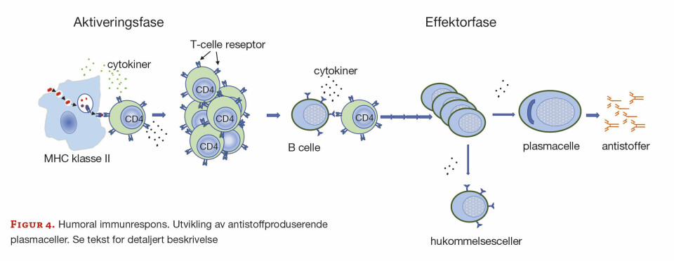 En kort innføring i immunologi