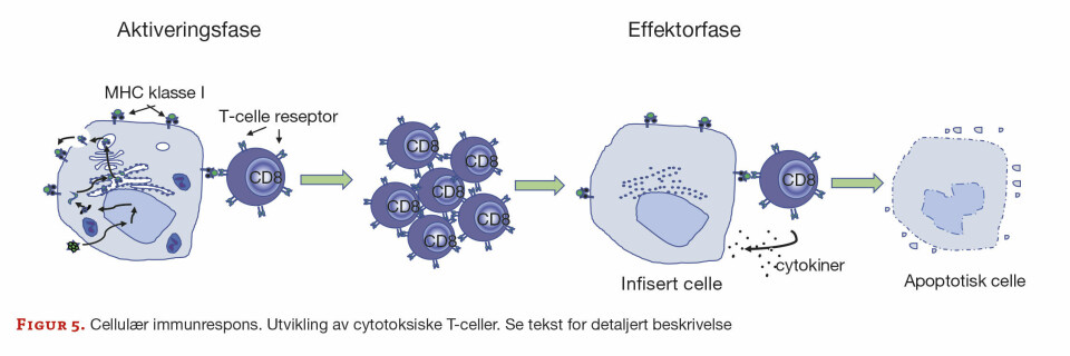 En kort innføring i immunologi