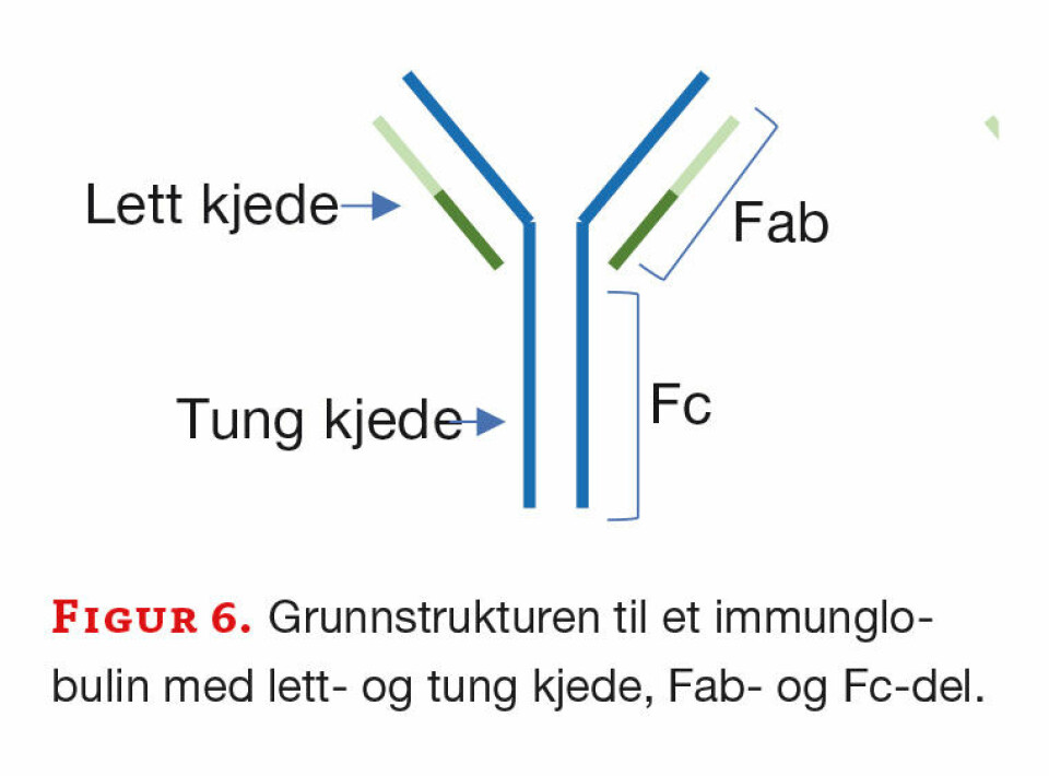 En kort innføring i immunologi