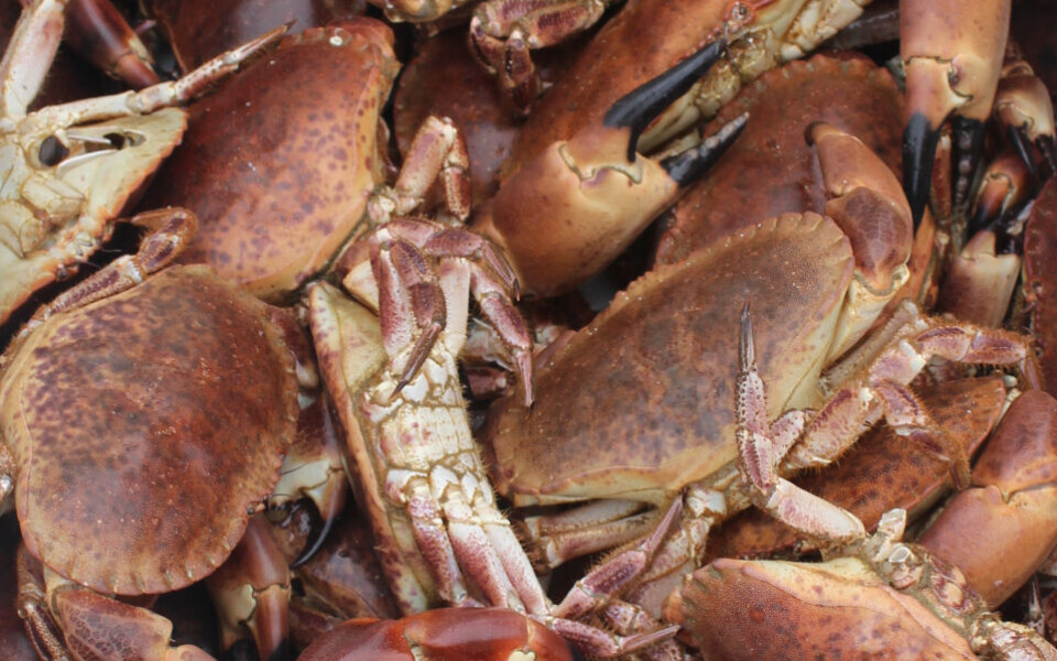 Taskekrabber (Cancer pagurus). Foto: Hilde Ervik
