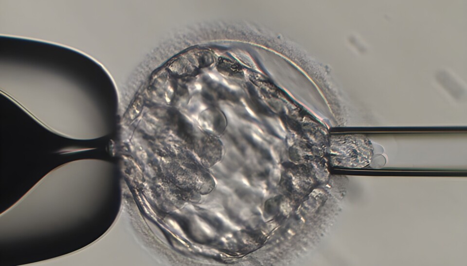 Embryobiopsi. Embryobiopsi